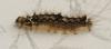 Eilema sororcula